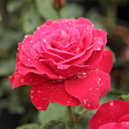 E-commerce, vendita, rose, in, vaso rose climber - rosso - Rosa Zebrina™ - rosa dal profumo discreto - - - Cresce velocemente, con un bel fogliame. Ha fiori dai colori brillanti, può essere offerta a tutti coloro che amano le rampicanti.